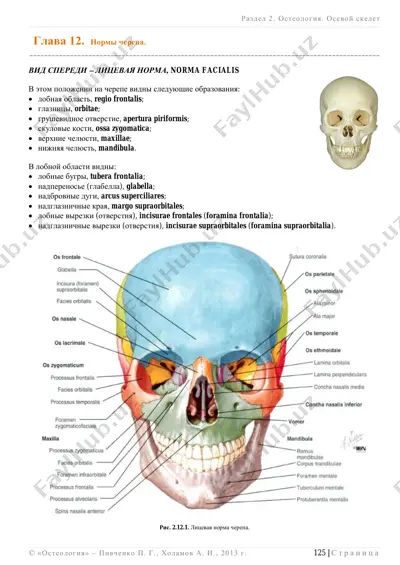 osteologiya. osevoy skelet — PDF