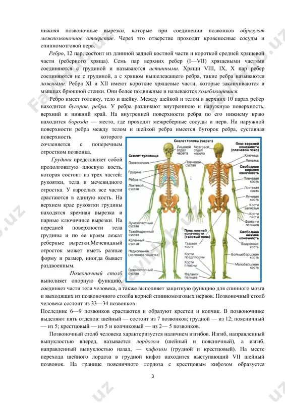 грудиной, а с хрящом вышележащего ребра, такие ребра называются ложными. ребра xi и xii имеют короткие хрящевые части, которые заканчиваются в мышцах брюшной стенки. они более подвижные и называются колеблющимися. ребро имеет головку, тело и шейку. между шейкой и телом в верхних 10 парах ребер находится бугорок, ребра. у ребра различают внутреннюю и наружную поверхность, верхний и нижний край. на внутренней поверхности ребра по его нижнему краю находится борозда — место, где проходят межреберные сосуды и нерв. на наружной поверхности ребра между телом и шейкой ребра имеется бугорок ребра, суставная поверхность которого сочленяется с поперечным отростком позвонка. грудина представляет собой продолговатую плоскую кость, которая состоит из трех частей: рукоятки, тела и мечевидного отростка. у взрослых все части срастаются в единую кость. на верхнем крае рукоятки грудины находятся яремная вырезка и парные ключичные вырезки. на передней поверхности тела грудины и по ее краям лежат реберные вырезки.мечевидный отросток может иметь разные форму …