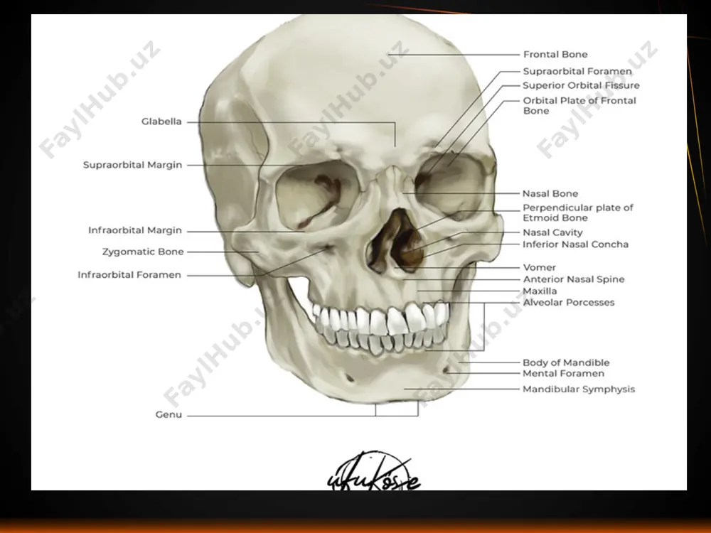 uqori), yuqori jag (maxilla) (pastki) va kama shaklidagi suyak (os sphenoidalis) (orqa) o'rtasida joylashgan. gorizontal (ishlab chiqarilgan) plastinka (lamina cribrosa). yassi, kvadrat shaklga ega va olfaktor nerv tolalari bosh suyagining bo'shlig'iga o'tadigan ko'plab (20gacha) kichik teshiklar mavjud. o'rtada qattiq miya qobig'i biriktirilgan vertikal plastinkaning yuqoriga qarab cho'zilgan xo'roz (crista galli) bilan ajralib turadi. old qismida bir xil nomdagi arteriya va ichki burun nervi (v1) o'tadigan old panjara teshigi mavjud. olfaktor lampalar uchun ikkita panjara olovi ham mavjud. perpendikulyar plastinka (lamina perpendicularis). yupqa, sagittal tekislikda joylashgan. yuqori qism-bu yuqori qismida miya o'rmoni biriktirilgan xo'roz tizmasi. uning old qismi pterygoid jarayoni (processus alaris) bilan tugaydi, bu ko'r teshik bilan biriktiriladi (foramen caecum). vertikal plastinkaning pastki qismi burun septumining old (suyak) qismini hosil qiladi. lateral massalar (panjara labirinti, labyrinthus ethmoidalis). ikki tomonlama volumetrik shakllanish burunning paranasal sinuslariga tegishlidir. gorizontal plastinkaning lateral qirralariga "to'xtatilgan", ular bir-biri bilan va burun bo'shlig'i bilan bog'langan havo yo'li …