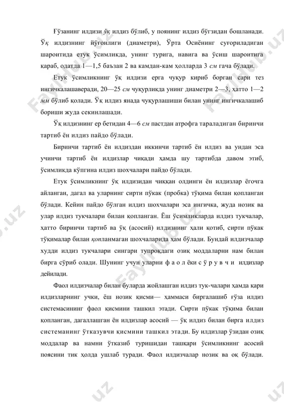 илдиз системанинг ўтказувчи қисмини ташкил этади. бу илдизлар ўзидан озиқ моддалар ва намни ўтказиб туришидан ташқари ўсимликнинг асосий поясини тик ҳолда ушлаб туради. фаол илдизчалар нозик ва оқ бўлади. ўтказувчи илдизлар эса ёгочланиб қотиб қолган ва сирти пўкак тўқима билан қопланган, шунинг учун туси жигар ранг бўлади. ўсув даврининг охирига келиб асосий илдиз ер ости сувлари чуқур жойлашган, сув ўтказувчанлиги яхши бўлган ерларда 1,5—2 м, ҳатто 2,5—3,0 м чуқурликкача кириб боради. баъзан ён илдизлар ҳам шундай чуқурликка таралади, лекин одатда ён илдизлар юзароқ жойлашади. суғориладиган шароитда ғўза ён илдизларининг асосий кисми ернинг 40—50 см устки қатламида жойлашади илдиз системасининг тузилиши ва ривожланиши ғўза навларига қараб ҳар хил бўлади. одатда, тупи бақувват ўсадиган, илдизи яхши тараққий этадиган бирмунча кечпишар нав ғўзаларнинг илдизи тупроқда анча чуқурроқ киради ва атрофга таралади. ён илдизларнинг тупроқ қатламлари бўйича тақсимланиши ҳам ҳар хил навларда турлича бўлиши мумкин. масалан, айрим нав ғўзанинг илдизи тупроқ қатламлари бўйича бирмунча …
