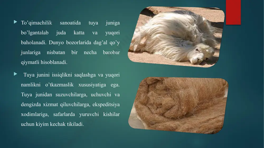 magan. shu sababli mongoliya respublikasidan tuya juni sotib olingan.tuyalarning jun maxsuldorligi o’zbekistonda 4.5-5 kg ni tashkil qiladi. qozog’istonda 5-6 kg ni tashkil qiladi. image6.png image7.png image8.png image9.png image10.png image11.png image12.png image13.png image14.emf _________microsoft_word.docx image15.png image16.png image17.png image18.png image19.png image20.png image21.png image22.png image2.png image3.png image4.png image5.png