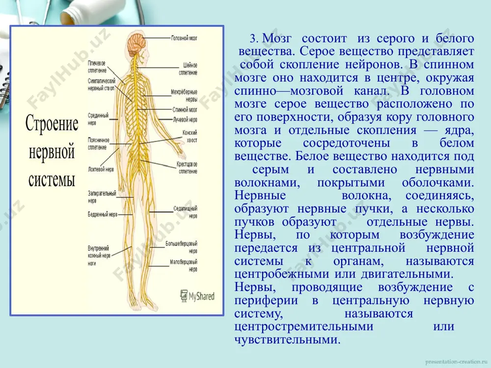 ьсы, поступающие в нервную систему, могут задерживать те или иные рефлексы. оба процесса — возбуждение и торможение — взаимосвязаны, что обеспечивает согласованную деятельность органов и всего организма в целом. лексическая работа 1. нервная система - asab tizimi; 2. согласованная деятельность – kelishilgan holdagi faooliyat; 3. нервные клетки – asab hujayralari; 4. головной и спинной мозг – bosh va orqa miya; 5. восприятие раздражений – qo'zg’alishlarning qabul qilinishi; 6. регуляцию движений поперечно—полосатой мускулатуры – ko’ndalang- targ’il mushaklar harakatining boshqarilishi; 7. биение сердца – yurak urishi; 8. сокращение кишечника – ichakning qisqarishi; 9. серое и белое вещества – kulrang va oq modda; 10. скопление нейронов – neyronlar to’plami; 11. нервные пучки – nerv tutamlari; 12. твёрдая оболочка – qattiq qobiq; 13. паутинная оболочка – to’rsimon qobiq; 14.сосудистая оболочка – tomirli qobiq; 15. ответная реакция – javob reaksiyasi; 16. рефлекторная дуга – reflektor yoy; 17. процесс торможения – tormozlanish jarayoni; 18. прекращает деятельность …