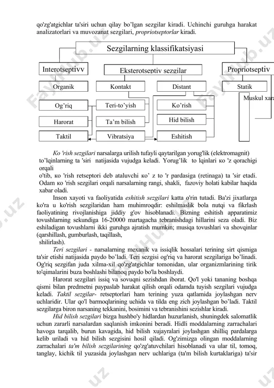 tseptori hisoblanadi); 2) o'tkazuvchi nerv yo'llari (afferent, markazga intiluvchi) retseptorlarda vujudga kelgan qo'zg'aiish shu nerv yo'llari orqali miyaga yetkazib beriladi. 3) miya katta yarim sharlari po’stlog’idagi maxsus xujayralar (masalan, miya po'stloglning ko'rish markazi deb ataluvchi qismidagi xujayralar ko'rish uchun maxsuslashgan nerv xujayralaridir), agar analizatorlarning bir qismi zararlansa, sezgi vujudga kelmasligi mumkin. masalan, ko'z soqqasi tagidagi retina yemirilsa, yoki miyaga boruvchi ko'z nervi zararlansa odam ko'rish qobiliyatini yo'qotadi. 2. odamda paydo bo'luvchi sezgilarni uch guruhga ajratish mumkin. birinchi guruhga tanamizning tashqi tomoniga joylashgan sezgi organlari, ya'ni, eksterotseptorlar orqali vujudga keluvchi sezgilar kiradi. ko'rish, eshitish, teri-tuyish, hid bilish va ta'm-maza sezgilari ana shu analizatorlarning ishi bilan bog'liq. ikkinchi guruhga retseptorlari ichki organlarda joylashgan interotseptorlar va ichki qo'zg'atgichlar ta'siri uchun qilay bo’lgan sezgilar kiradi. uchinchi guruhga harakat analizatorlari va muvozanat sezgilari, propriotseptorlar kiradi. sezgilarning klassifikatsiyasi interotseptivvv vvvv sezgilar organik kontakt retseptorlar distant retseptorlar statik propriotseptivvvvv sezgilar eksterotseptiv sezgilar taktil harorat og’riq eshitish hid …