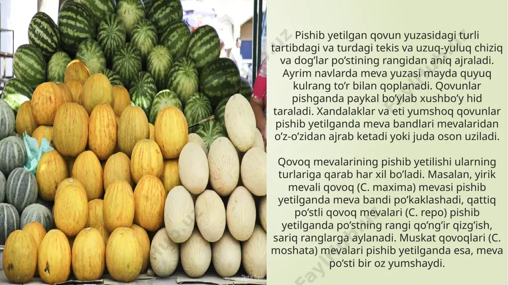 linadi. bunda saqlanayotgan mevalar kasallikka chalinmaydilar. omborxonalardagi mevalar saqlanish davomida bir oyda ikki marta ko’zdan kechirilib, aynib qolgan mevalar chiqarib tashlanadi, qolganlari joyida ag’darilib qo’yiladi. omborxonalarda havo harorati 1-3 daraja, nisbiy namligi 80-85 % bo’lishi kerak. qadimdan qovunlarni eng yaxshi saqlash usuli har birini alohida osib qo’yib saqlash hisoblangan. hozirgi vaqtda bunday usul faqatgina shaxsiy xo’jaliklarda qo’llaniladi. ko’p miqdordagi qovunlar qalin devorli, shamol kirib turishi uchun tuynukchalari bo’lgan qovunxonalarda saqlanib, bu yerdagi harorat kuzda 10-15 daraja, qish oylarida esa 4-7 darajani tashkil etishi kerak. so’nggi yillarda qovunlarni qishda saqlash uchun maxsus sovutgichli xonalar qurilmoqda. bu yerlarda qovunlar to’r xaltalarga yoki yashiklarga uncha qalin qilmay joylanadi. harorat 0-2 daraja bo’lib, havo namligi 80-85 % ni tashkil etsa, bunday joylarda qovunlar yaxshi saqlanadi. yuqorida aytilgan qovunxonalar yoki omborlar yo’q bo’lgan taqdirda qovunlarni maxsus xandaqlarda saqlash kerak. bunday xandaqlar qiyalik, nam kam to’planadigan joylarda eni 2-4, uzunligi 6-10 metr qilib qaziladi. chuqurligi 1-1,5 …