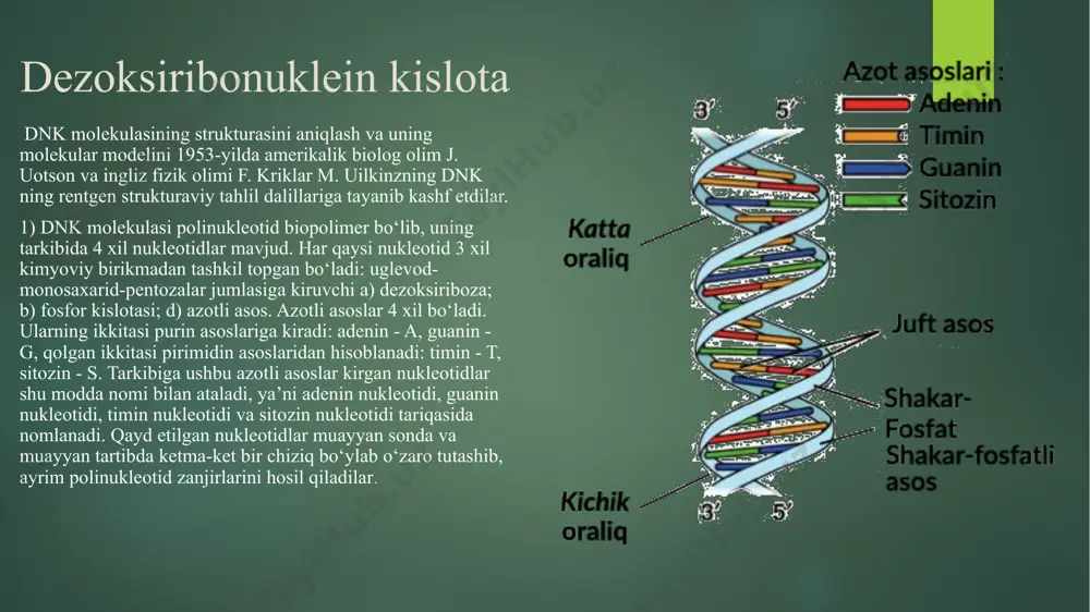 ar (informosomlar) tarkibida sitoplazmaga koʻchiriladi. eukariotlarda irnk sintezi kodlanmaydigan qism(intron)larga ega boʻlgan juda uzun zanjirli pre-irnk sintezidan boshlanadi va birmuncha oʻzgarishlar bilan yetilgan irnk hosil boʻladi. masala polipeptid quyidagi aminokislotalardan tashkil topgan: valin - alanin - glisin - lizin - triptofan - valin - serin- glutamat kislota. ko‘rsatilgan polipeptidni kodlaydigan dnk uchastkasini aniqlang. 2. dnk molekulasi tarkibidagi (a) adenin nukleotidi umumiy zanjirning 16 % ini tashkil qiladi. qolgan nukleotidlarning har biri necha foizni tashkil qilishini aniqlang. ishlanishi 1.masalani sharti bo‘yicha berilgan polipeptidni kodlaydigan dnk molekulasidagi uchastkani aniqlash kerak. avvalambor berilgan polipeptidni aminokislotalarga to‘g‘ri keladigan tripletlar, genetik kod ko‘rsatilgan jadvaldan foydalanib, aniqlanadi. aminokislotalarning ko‘pchiligini bir qancha kodon bilan kodlana olishini hisobga olgan holda, hohlagan bittadan kodon olinadi. polipeptid zanjiri: valin-alanin-glisin-lizin-triptofan-valin-serin-glutamat kislota. i - rnk molekulasi: guu - gcu - ggu - aaa - ugg - gug - agu – caa. i-rnк molekulasidagi tripletlar asosida dnk molekulasini bitta zanjiri, so‘ng uning asosida …