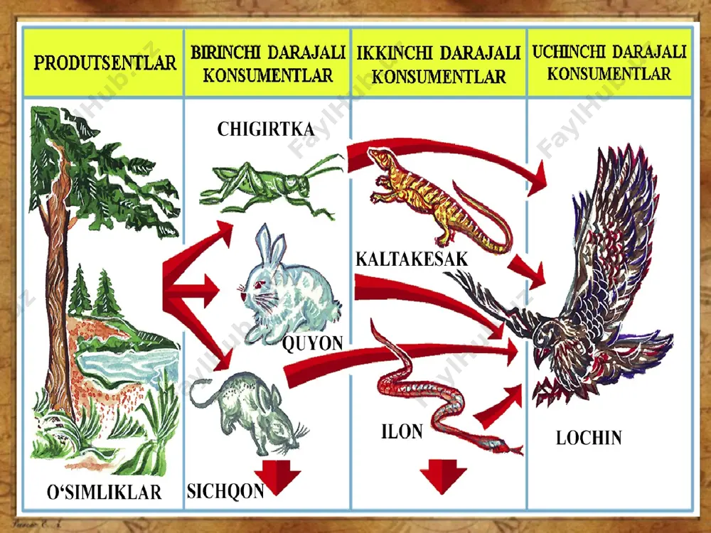 ekologik piramida qoidasi - Page 4