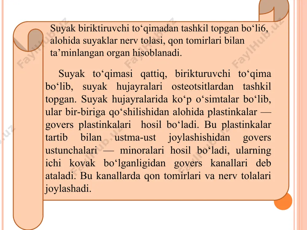 monida bir juft bo‘g‘im o‘simtasi joylashgan. shu o‘simta bilan u v bel umurtqasiga birikadi. thorax 1-vertebra thoracica (thl ); 2-caput costae primae; 3-costa prima; 4-incisura clavicularis sterni; 5-manubrium sterni; 6-costa ii; 7-corpus sterni; 8-cartilagines costales; 9-processus xiphoideus; 10-arcus costal-is; 11-processuscostalis vertebrae lumbalis (li ); 12-angulus infraster-nalis; 13-costa xi i; 14-costavii; 15-costa viii. sternum 1-incisura jugularis; 2-incisura clavicularis; 3-incisura costalis i; 4-angulus sterni; 5-incisura costalis ii; 6-incisura costalis iii; 7-incisura costalis iv; 8-incisura costalis v; 9-incisura costalis vi; 10-incisura costalis vii; 11 -processus xiphoideus; 12-софи5 sterni; 13-manubrium sterni. costae qovurg‘alar orqa suyakli qismidagi boshi va do‘mboqlari bilan umurtqalar tanasiga va ko‘ndalang o‘sig‘iga birikadi. boshi bilan ikki umurtqa tanasi o‘rtasidagi bo‘g‘ini yuzasiga bosh bo‘g‘in hosil qilib birikadi. ikkinchi bo‘g‘im esa qovurg‘a do‘mbog‘i ko‘ndalang o‘sig‘ining o‘rtasidagi bo‘g‘im sathiga birikadi. xi va xp qovurg‘alar ko‘ndalang o‘simtalar bilan bo‘g‘im xosil qilmaydi. i, xi va xii qovurg‘alarning boshi ikkita umurtqa orasiga kirmasdan, o‘ziga qarashli umurtqa tanasi …