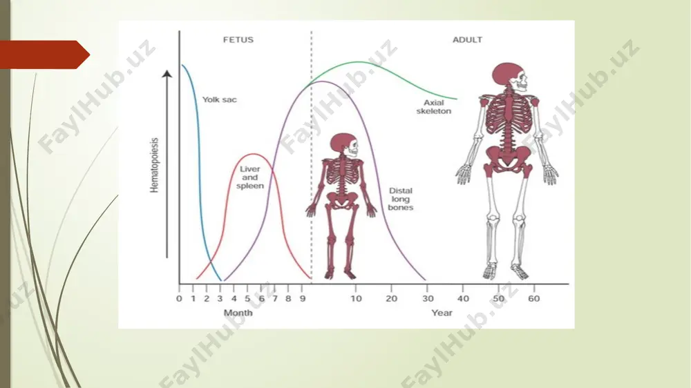 nulositlar (limfositlar, monositlar). probirkaga 0,4 ml 3-5% sirka kislota eritmasi solinadi va bemordan 20 mkl qon olinib eritma bilan aralshtiramiz. tayyorlangan eritmadan 1 mkl olib goryayev kamerasiga solinadi va mikroskopda sanaladi. goryayev kamerasida leykositlarni sanash leykositlarni hisoblash kamera to`ldirilgandan 5 daqiqa o`tgach mikroskop ostida kameradagi barcha 4 ga bo’lingan katta kataklarda sanaladi (umumiy 100 ta kichik katakda). x = (a*4000 *20)/1600 x- 1 mkl qondagi leykositlarning umumiy soni a- barcha kataklarda sanalgan leykositlar miqdori 4000 – 1ta kichik kvadrat hajmi 20- qonning suyultirilganlik darajasi 1600 – kvadratlar soni goryayev kamerasida trombositlarni sanash trombositlarning me’yoriy ko’rsatkichlari: 180-320x10^9/l 4 ml -1% oksalat ammoniy yoki 4 ml 0,9% nacl eritmasi. 20 mkl qon. goryayev kamerasida 25 katta kattaklarda sanaladi va quyidagi formulada hisoblanadi: x=a*4000x200/400 x- 1 mkl qondagi trombositlarning umumiy soni a- barcha kataklarda sanalgan trombositlar miqdori 200- qonning suyultirilganlik darajasi 400 – kataklar hajmi gematokrit gematokrit bu- qon shaklli elementlarining plazmaga % …