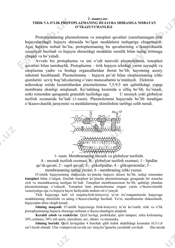 ilishi va funksiyalari.? 3. hujayra organoidlarining tuzilishi va fiziologik roli? 4. hujayra shirasining osmotik bosimning o’simlik hayotidagi roli.? 5. osmotik bosimni aniqlash usullari.? 6. prokariot va eukariot hujayralarni solishtirish. eukariot hujayraning asosiy struktura elementlari? 7. biologik membranalarning tuzilishi va xossalari: singdiruvchanlik va faol transport tizimlari.? 8. o’simlik va hayvon hujayralarining o’ziga xos xususiyatlari? 9. hujayra tuzilishining struktura asoslari? 10. membrananing asosiy funksiyalari? 11. eukariot hujayraning asosiy struktura elementlari? 12. hujayra turli organoidlarining o’zaro funksional ta’siri? 13. hujayraning qaysi organoidi oqsil sintez qiluvchi markaz hisoblanadi? 14. endoplazmatik to’rning asosiy vazifasi? 15. hujayraning qaysi qismi uning asosiy osmotik potensialini belgilaydi? 16. atf molekulasida nechta makroergik bog’ bor? 17. tirik organizmlarda energiya ta’minotini o’rganadigan fan.? 18. hujayralardagi asosiy energiya ta’minoti organoidlar? 2 -машғулот tirik va o’lik protoplazmaning hujayra shirasiga nisbatan o’tkazuvchanligi protoplazmaning plazmolemma va tonoplast qavatlari (zararlanmagan tirik hujayralaridagi) hujayra shirasida bo’lgan moddalarni tashqariga chiqarmaydi. agar hujayra nobud bo’lsa, protoplazmaning bu qavatlarining o’tkazuvchanlik …