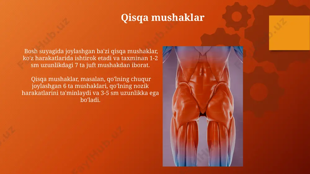 mushaklar turi, shakli - Page 4