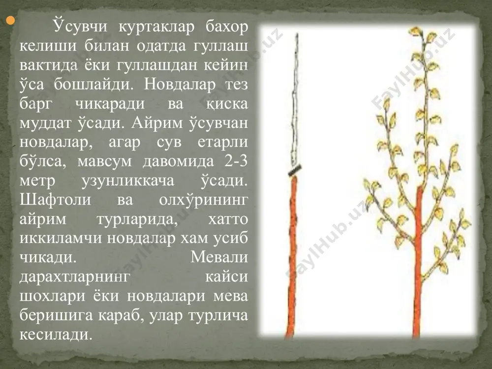 ллантирувчи машина схемаси: а -агрегатнинг олд кўриниши; б-қирқиш аппаратининг иш жараёни; 1,7— қирқиш аппаратлари; 2 — дисксимон арра; 3 — хартум; 4 — кронштейн; 5 — рама; 6, 9 — гидросилиндрлар; 8 — тўсиқ; 10 — тиргак болти; 11 — фиксатор; 12 — брус; 13 — арраларни ҳаракатлантиаивчи тасма. қирқиш аппарати дисксимон аррачалардан ташкил топган бўлиб, улар тасма 13 лар ёрдамида гидромоторлардан ҳаракат олади. аппаратдаги дисклар шохларни тираксиз жуда тез кесишлари керак. шу сабабли улар ўта катта тезлик билан айлантирилади, диск тишларининг чизиқли тезликлари 60 м/с дан кам боимаслиги керак. бундан ташқари, диск тезлиги етарли бўлмаса, шохга теккан заҳоти уни кесмасдан, энгаштириб қўяди. натижада, шохнинг узунасигажароҳатланган жой кескин кўпайб кетади, яъни тегадиган зарар ортади tokzor tuproq yumshatkichining sxemasi боғларда ҳар йли шохларни бутаб, уларни танлаб тартибга солиш бўйича ўта муҳим ва сермеҳнат ишлар бажарилиши талаб қилинади. аммо, мураккаб шароитда бундай ишни тўлиқ бажара оладиган машина йўқ. шу сабабли, асосан қўл …