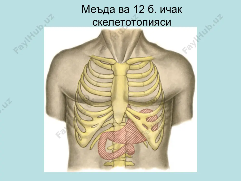 мон жойлашиши: эпигастрал соҳа тарқалиши: белга иррадиация кучи: кучсиздан жуда кучлигача овқат билан боғлиқлиги: бевосита боғлиқ яра жойлашишига қараб оғриқ характери (меъда ва 12 б. ичак яра касаллигида) меъда яра касаллиги 12 б. ичак яра касаллиги эрта: оғриқлар овқат егандан сўнг 15-40 минутдан кейин пайдо бўлади кечки: оғриқлар овқат егандан сўнг 2 соатдан кейин пайдо бўлади мавсумийлик йўқ мавсумийлик бор: куз ва баҳорда қўзғайди кун вақтига боғлиқ эмас тунги оғриқ (n. vagus), очликдаги кучли оғриқ: овқатнинг буфер хусусияти тугайди объектив кўрик: гавданинг астеник тузилишда эканлиги вегетатив нерв системаси фаолиятида бузилиш: гипотония, брадикардия, кўп терлаш (совуқ, нам кафтлар), яққол намоён бўладиган дермографизм (терининг қизил рангга кириши ). касалликнинг бошланиш даврида кўп овқат истемол қилиш ва семизлик (кислотани зарарсизлантириш мақсадида). кейинчалик озиш. тили оқ караш билан қопланган. қориннинг ўнг юқори квадрантида оғриқ ва мушак таранглигининг аниқланиши. ўзига хос белгилар деярли йўқ кўпинча маҳсус текшириш усуллари эгдфс рентгенография (обзор ва контраст) рн - …
