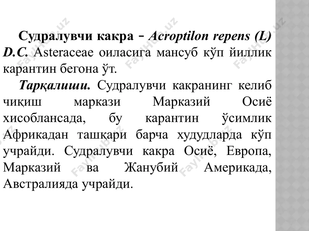 иборат поя шакилланади. судралувчи какранинг ривожланиши унинг илдизи ва илдиз пояларидан ўсувчи новдалар катта ахамиятга эга бўлиб, уларни йўқотиш катта қийинчилик туғдиради. уларнинг заҳираси тупроқда жуда ҳам кўпдир. судралувчи какра тупроқнинг 65 см лик қатламида 1га майдондаги барча илдиз ва илдизпояларнинг узунлиги қарийб 25 км га етади (шу жумладан илдизи 80% илдизпояси 20%). судралувчи какранинг илдизларида углеводларнинг кўплаб захираси тўпланади, шу боис улар новда ҳосил қилувчанлик энергиясининг катталиги билан ажралиб туради ва кўп карра кесилганда ҳам кўкариш хусусиятига эгадир. ўқ илдизидан тарқалувчи ён илдизлари дастлаб горизонтал чўзилади, сўнгра аста-секин тупроқ юзасига қараб ўсади, аммо тупроқ юзасига чиқмай, кескин пастга бурилади ва вертикал иккинчи тартиб илдизларини хосил қилади. сўнгиси, ўз навбатида, горизонтал ва вертикал учинчи тартиб илдизларини шакиллантиради ва ҳоказо. горизонтал илдизларнинг эгилган жойларида вертикал илдизларнинг юқориги қисмида кўп сонли куртаклар хосил бўлади, улардан ер устки поялар ривожланади. шу тарзда, какра оналик ўсимлик атрофида тарқалиб, бачкилар ўчоғини ҳосил қилади. айрим ўчоқлар …