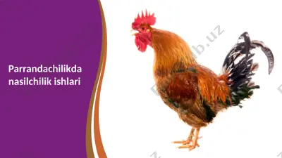 parrandachilikda nasilchilik ishlari — PPTX