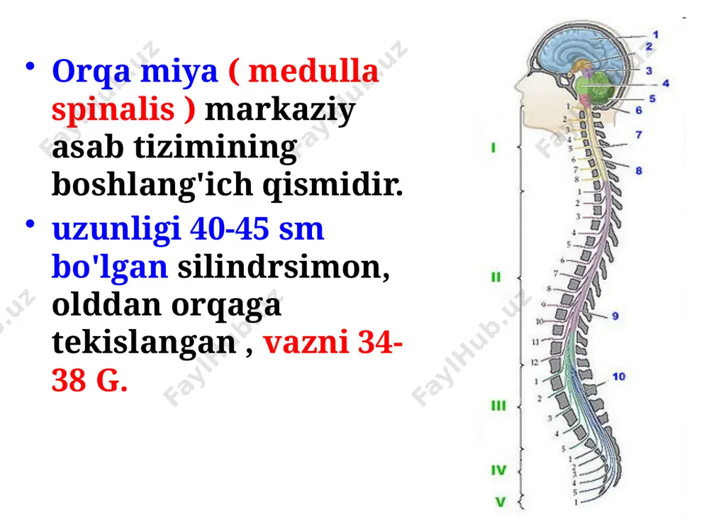 on (2), orqa (3) kordonlar. 1 2 3 old shoxlarning kulrang moddasida (1) harakatlantiruvchi neyronlar joylashgan. bu hujayralarning jarayonlari oldingi motor ildizlarini hosil qiladi. 1 orqa shoxlarda (1) sezuvchi neyronlar mavjud. avtonom neyronlar lateral shoxlarda yotadi (2) . 1 2 uchta miya pardasi bilan qoplangan : ichki qobiq - yumshoq (qon tomir) ; o'rta qobiq - araknoid ; tashqi qobiq qattiq . orqa miya kanalining qattiq qobig'i va periosteum o'rtasida yog'li to'qimalar va venoz pleksuslar bilan to'ldirilgan epidural bo'shliq mavjud. qattiq va o'rgimchak to'ri o'rtasida chig'anoqlar subdural bo'shliqdir . yumshoq va araxnoid membranalar o'rtasida miya omurilik suyuqligi mavjud bo'lgan subaraknoid bo'shliq mavjud. miya omurilik suyuqligining umumiy miqdori 100 - 200 ml ni tashkil qiladi. u miya qorinchalarida hosil bo'ladi, orqa miya kanali va qobiqlararo bo'shliqlar orqali aylanadi. trofik va himoya funktsiyalarini bajaradi. 1. refleks funktsiyasi orqa miya nerv markazlari tomonidan amalga oshiriladi . orqa miyadan impulslar skelet va nafas olish …