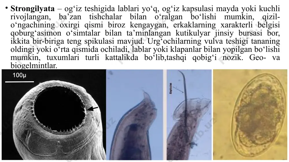 nematodlarning diagnostikasi - Page 5