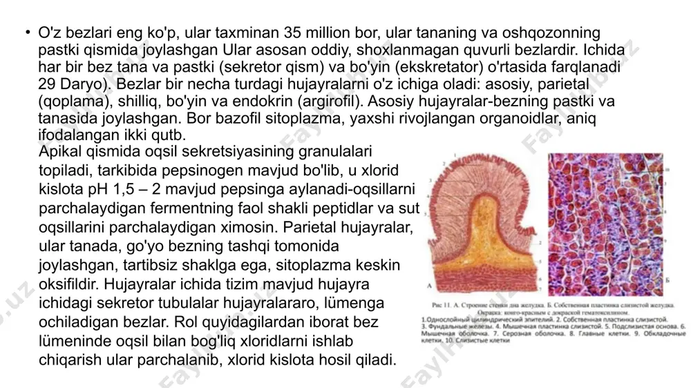 iak, karbamid). emilimga yordam beradigan antianemik omilni ishlab chiqarish vitamin b12. endokrin funktsiyasi-bir qator biologik faollarni ishlab chiqarish moddalar va gormonlar (gastrin, gistamin, serotonin va boshqalar) 31 sekretsiya va vosita mahoratiga ogohlantiruvchi yoki inhibitiv ta'sir oshqozon-ichak traktining turli bo'limlari. funktsional oshqozon buzilishi, organik bo'lmagan taqdirda o'zgarishlar sekretsiya buzilishi, kislota va pepsin hosil bo'lishi, vosita mahorati va o'sishi. oshqozon buzilishi ma'lumotlari ular asosan yosh odamlarda uchraydi va quyidagilar bilan tavsiflanadi jarayonning qaytarilishi. ularning sababi birlamchi (alimentar) oshqozon buzilishi yoki ular quyidagilarga bog'liq oshqozon-ichak kasalliklarida neyroreflektor ta'sirlar trakt, boshqa organlar va tizimlar, shuningdek gormonal va metabolik kasalliklar. inson tanasining qarishi orasida eng jiddiy hisoblanadi oshqozon-ichak traktining erta qarishi (oshqozon-ichak trakti). викторина gistologiya 6 история философия экономика психология иностранный язык 200 200 200 200 200 400 400 400 400 400 600 600 600 600 600 800 800 800 800 800 kategoriya 1 200 400 600 800 kategoriya 2 200 400 600 800 kategoriya …