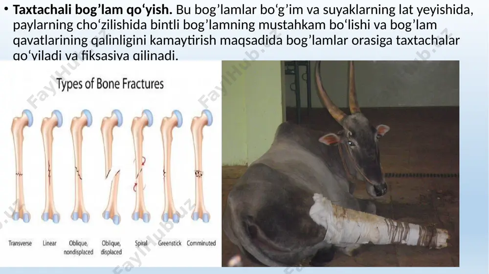 , peshona suyagining chakka o‘simtasi, chakka chuqurchasi, ko‘z usti va ko‘z osti teshik va kanalcha yo‘li, ko‘z orbitasi va hakozolar oriyentir bo‘ladi. qoramol va otlar bosh oblastidagi teri qatlami uch tarmoqli nerv (n.trigeminus), uchta – ko‘z, yuqorigi va pastki jag’ tarmoqlarni hosil qilib, bosh mintaqasidagi organ va to‘qima va teri qatlamlarini innervasiya qiladi. ko‘z nervi (n.opthalmicus) – otlarda ko‘rish yoriqchasidan chiqib ko‘z yosh nerviga, qoramollarda esa ko‘rish teshigidan chiqib shox nervini, peshona, burun qovoq nerv tarmoqlarini hosil qiladi. yuqorigi jag’ nervi (n.maxillaris) – otlarda ponasimon tanglay chuqurchasidan, qoramollarda ko‘zning aylanma ko‘rish teshigidan chiqadi. bu nerv chakka, ko‘z osti, ponasimon tanglay, kata va kichik tanglay, burunning obaral nerv tarmoqlarini hosil qiladi. pastki jag’ nervi (n.mandibularis) otlarda oval kesikdan, qoramollarda oval teshikdan chiqadi. bu nerv lunj, chaynovchi muskul, chakkaning chuqur va yuza nervini, miya, qanotsimon, jag’ oraliq va pastki jag’ tishlari hosil qilgan chuqurchalarga tarmoq beradi. bosh oblastini umumiy uyqu arteriyasi qon …