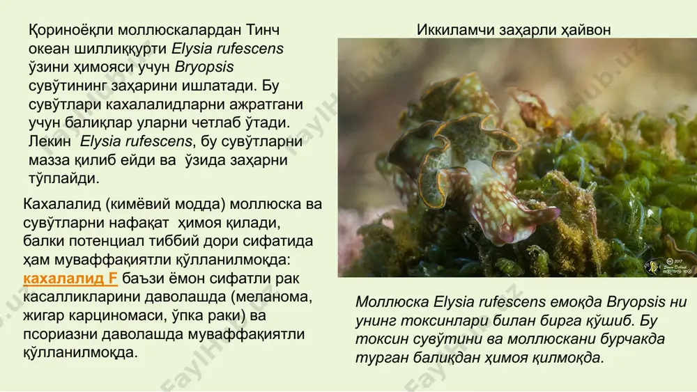 вфли бу кубомедузалар. танаси кубни эслатади. кубни пастки учларидан 4 ўсимта “қўллар” чиқади. ҳар бир “қўл” пайпаслагичга айланиб кетувчи “бармоқлардан” иборат денгиз қовоқ ариси – chironex fleckeri учраш жойи: тинч ва ҳинд океани тропик қисми заҳари кучли кардиотоксик хусусиятга эга, юрак мускулларини фалаж қилади. 30 секунддан бир неча дақиқа ичида ўлим содир бўлади. цианея медузаси тукли цианея – cyanea capillata ўлжасини оғир аҳволга солади. учраш жойи: ер юзининг қутбидан то тропик океангача цианея заҳри билан заҳарланганда: кучли интоксикация, пайпаслагич теккан жойда куйдирувчи оғриқ, қизариш, папулалар ҳосил бўлади. титраш, нафас олиш ва юрак уриши пасайиши кузатилади. илдизоғиз медузалар - rhizostoma pulmo учраш жойи: қора ва азов денгизи ер юзининг қутбидан то тропик океангача аурелия медузаси - aurelia aurita учраш жойи: оқ, қора, япон, азов, беринг денгизлари заҳарланганда қизариш, оғриқ, папулар юзага келади, тезкор адинамия, брахикардия кузатилади. cyanea capillata aurelia aurita коралл полиплари синфи – anthozoa заҳарли вакиллари (якка яшовчи актиниялар ва …
