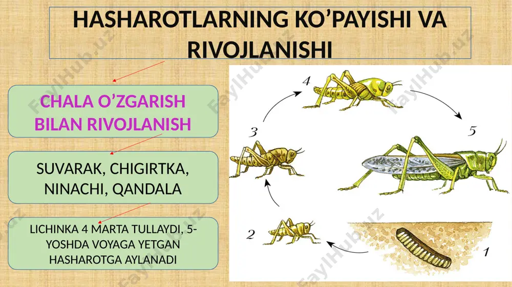chala o’zgarish bilan rivojlanadigan hasharotlar - Page 3