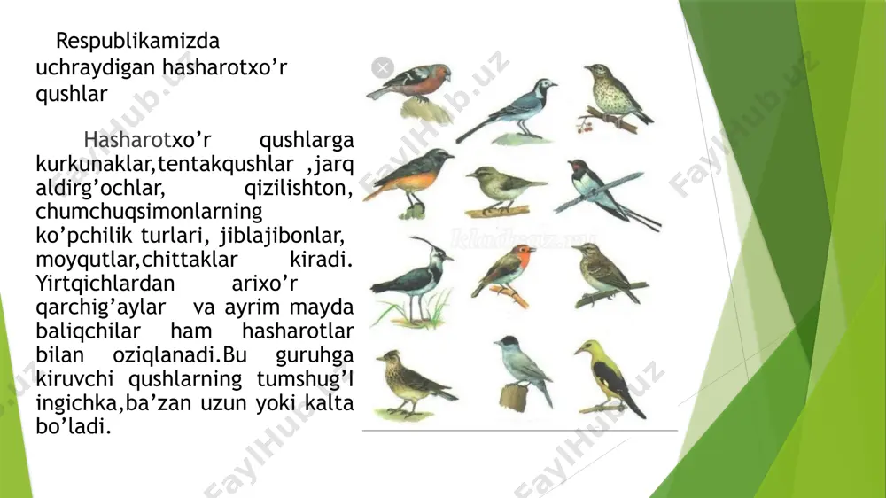 qushlar sinfi haqida ma'lumotlar - Page 5