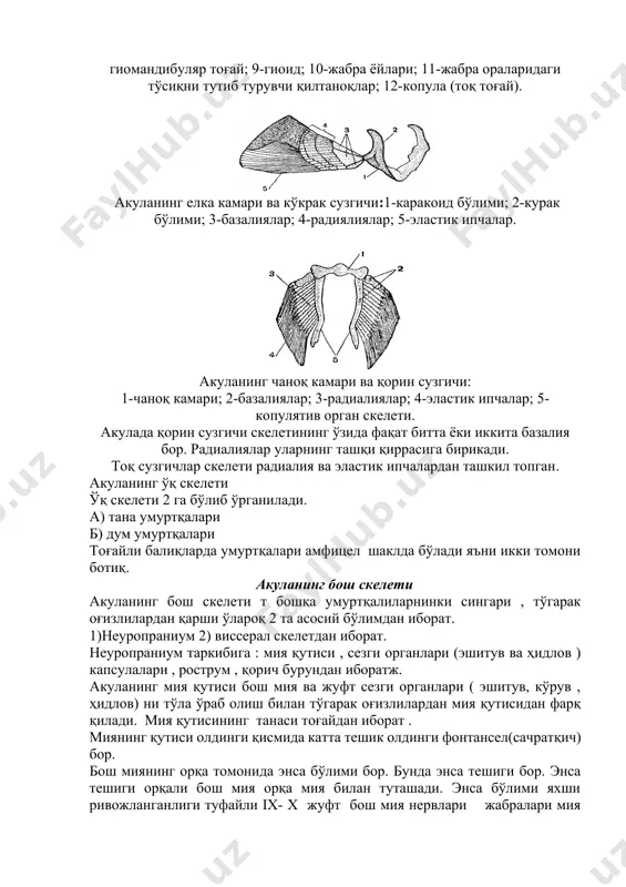 alar; 5-kopulyativ organ skeleti. akulada qorin suzgichi skeletining o'zida faqat bitta yoki ikkita bazaliya bor. radialiyalar ularning tashqi qirrasiga birikadi. toq suzgichlar skeleti radialiya va elastik ipchalardan tashkil topgan. akulaning o'q skeleti o'q skeleti 2 ga bo'lib o'rganiladi. a) tana umurtqalari b) dum umurtqalari tog'ayli baliqlarda umurtqalari amfitsel shaklda bo'ladi ya'ni ikki tomoni botiq. akulaning bosh skeleti akulaning bosh skeleti t boshqa umurtqalilarninki singari , to'garak og'izlilardan qarshi o'laroq 2 ta asosiy bo'limdan iborat. 1)neuropranium 2) visseral skeletdan iborat. neuropranium tarkibiga : miya qutisi , sezgi organlari (eshituv va hidlov ) kapsulalari , rostrum , qorich burundan iboratj. akulaning miya qutisi bosh miya va juft sezgi organlari ( eshituv, ko'ruv , hidlov) ni to'la o'rab olish bilan to'garak og'izlilardan miya qutisidan farq qiladi. miya qutisining tanasi tog'aydan iborat . miyaning qutisi oldingi qismida katta teshik oldingi fontansel(sachratqich) bor. bosh miyaning orqa tomonida ensa bo'limi bor. bunda ensa teshigi bor. ensa …