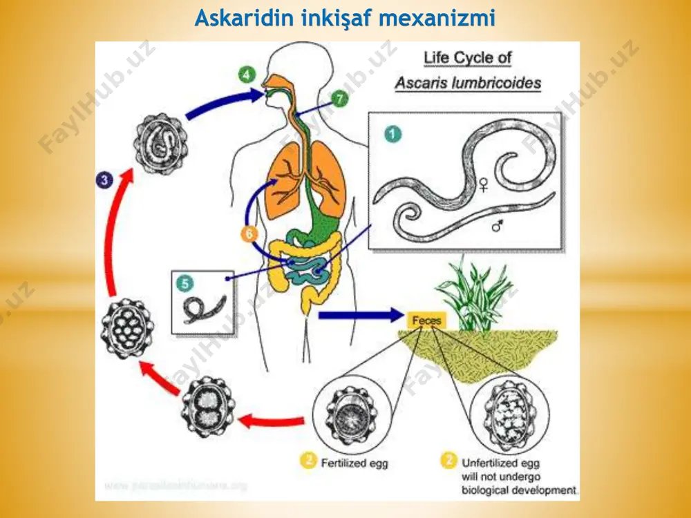 askaridoz immun sistemi - Page 4