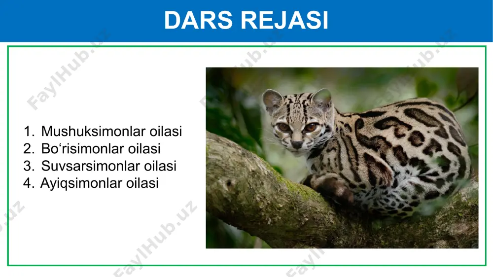 ilasi bo‘rilar yil bo‘yi juft bo‘lib yashaydi. ular kunduzi biror pana joyga bekinib olib, kechasi ov qiladi. bo‘rilar kuchli va chaqqon bo‘lishi tufayli o‘zidan ham yirik hayvonlarni ovlashi mumkin. bo‘rilar uy hayvonlariga ham hujum qiladi. ular tabiat sanitarlari hisoblanadi. chunki asosan yarador, kasallangan hayvonlarga xujum qiladi. bo‘risimonlar oilasi tulki cho‘l va dashtlarda, tog‘ va tog‘oldi hududlarida, hatto qishloqlar va shaharlar atrofida ham yashaydi. yozda tulkilar inda yashab, 4–5 ta ko‘zi yumuq bola tug‘adi. kuzda tulki oilasi tarqalib ketadi. qishda juni qalin va issiq bo‘lganidan iniga kirmaydi. tulkilar kemiruvchilar va hasharotlar bilan oziqlanib, qishloq xo‘jaligiga foyda keltiradi. ular yoz va kuz fasllarida poliz mahsulotlari va mevalarni ham yeyaveradi. ba’zan uy parrandalariga ham hujum qiladi. tulki mo‘ynasi uchun ovlanadi. bo‘risimonlar oilasi chiyabo‘ri korsak suvsarsimonlar oilasi suvsarsimonlar oilasiga mansub yirtqichlarning oyoqlari kalta, tanasi ingichka bo‘lib, yoriqlarga kirishga moslashgan. o‘zbekistonda suvsarlardan bo‘rsiq, suvsar, qunduz, olaqo‘zan, latcha va norka uchraydi. suvsarsimonlar oilasi bo‘rsiq (qashqaldoq) tog‘ …