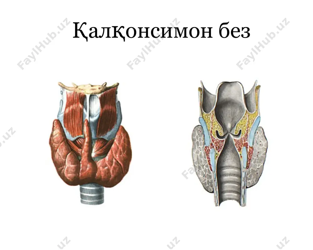 xiv.uz www.arxiv.uz дунё бўйлаб эндемик зоналар www.arxiv.uz www.arxiv.uz * большая часть суши на земном шаре относится к йоддефицитным зонам . дунё аҳолисининг 1,5 млрддан ортиғи йод дефицит зоналарда яшайди. 43 млн кишида жисмоний ва ақлий жиҳатдан орқада қолиш аниқланган.11 млн кишига кретинизм ташҳиси қўйилган. 760 млн кишида буқоқ аниқланган республика бўйича 652609 киши, самарқанд вилояти бўйича 95910 киши қалқонсимон без касалликлари билан диспансер ҳисобига олинган www.arxiv.uz www.arxiv.uz ўзбекистон республикаси “йод етишмаслиги касаликлари профилактикаси тугрисида” қонуни конунчилик палатаси 2006 йил 27 декабрда сенат томонидан 2007 йил 29 марта маъкуланган президент и.а. каримов 2007 йил 3 май № урк -97 www.arxiv.uz www.arxiv.uz дунё бўйича ! йод етишмовчилиги оқибатида: 43 миллион кишида жисмоний ва ақлий ривожланишдан орқада қолиш аникланган 11 миллион кишига кретинизм диагнози қўйилган 760 миллион кишида буқоқ аниқланган трийодтиронин – 59 %, тироксин – 65% йод тутади www.arxiv.uz www.arxiv.uz * щитовидная железа выделяет в кровь гормоны, большей частью состоящие из элементного …