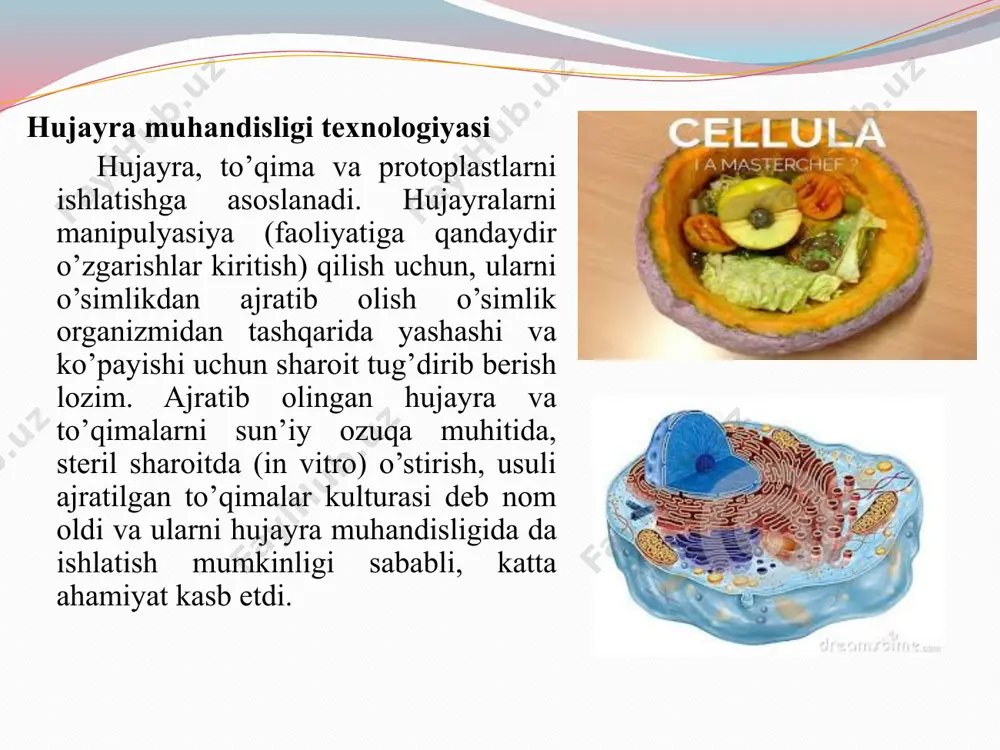 imkonini bersa, murtaklarni o’stirish – o’saolmaydigan (endospermasi yomon rivojlangan) o’simliklardan gibrid urug’laretishtirish imkonini beradi. uchinchi yo’nalish – ajratib olingan to’qimalarni ko’paytirish va ekuv materiallarini viruslar va boshqa patogenlardan sog’lomlashtirish maqsadida ishlatish. bu usul, o’simliklarni klonal mikroko’paytirish deyiladi va bitta medistemadan yiliga yuz minglab o’simlik olish imkonini beradi. hujayra va to’qimalar kulturalarini ishlatishdagi natijalar birinchi navbatda hujayralarni bo’linishi, ularni tabaqalanishi va ulardan o’simlik o’sib chiqishini belgilovchi, fiziologik jarayonlarni optimizasiyasiga bog’liq. eng murakkab tomon bu alohida hujayradan o’simlik regenerasiya qilish. birinchi navbatda bu boshoqli o’simliklarga tegishli. shuning uchun ham in vitro sharoitda morfogenez regenerasiya va ularni asosida yotgan jarayonlarni mexanizmlarini aniqlash, eng muhim ahamiyatga egadir. ajratib olingan hujayralar va to’qimalarni o’stirish uchun mo’ljallangan ozuqa muhitlari, o’simliklarni yaxshi o’sishi uchun kerak bo’lgan barcha makroelementlar (azot, fosfor, kaliy, kalsiy, magniy, oltingugurt va boshqalar) va mikroelementlar (bor, marganes, rux, mis, molibden va boshqalar) hamda vitaminlar, uglevodlar, fitogormonlar yoki ularni sintetik analoglarini saqlashi kerak. ba’zi ozuqa …