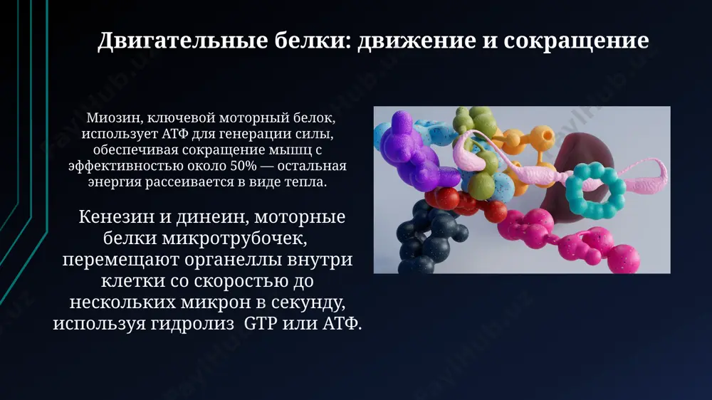 belki i ix biologicheskiy funktsii - Page 5
