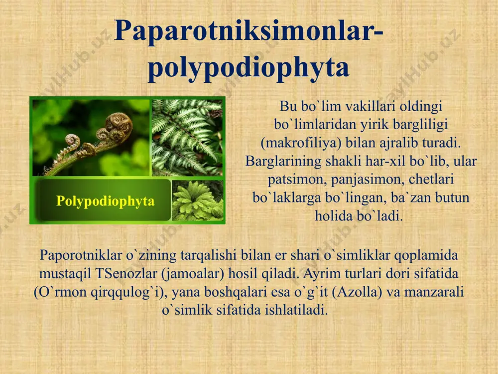 qirqbogim –eguisetophyta - Page 5