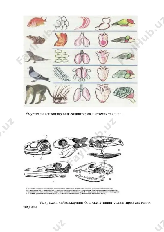 a progressiv belgilari mavjud. to'garak og'izlilarda nerv sistemasi bosh va orqa miyaga bo'lingan, sezgi organlari bir oz murakkablashgan. to'garak og'izlilarda tog'aysimon skeletni-miya qutisida, vistseral va o'q skeletning yuqori yoylari murtagida ko'rish mumkin. to'garak og'izlilarda qon aylanish sistemasining asosini-yurak tashkil etadi, shunga bog'liq holda nafas olish organi jabra xaltachalari shaklida, ayiruv organi esa buyrak shaklida mavjud. tuban xordalilarga o'xshash to'garak og'izlilarda hayot tarziga mos holda tuzilishida ayrim sodda belgilarni ko'rish mumkin. to'garak og'izlilarda bosh miya sodda tuzilgan bo'lib, bosh miyaning asosiy bo'limlari bitta gorizantal tekislikda ketma-ket joylashgan. o'q skelet to'garak og'izlilarda hayotining oxirigacha xordaligicha saqlanib qoladi. miya qutisi juda sodda tuzilgan. u bosh miya ostida joylashgan tog'ay plastinkadan iborat. plastinkaning yon tomonlariga tog'aydan iborat eshitish kapsulasi tutashadi, ammo qo'shilib o'smaydi. oldinda esa tog'aydan iborat hidlash kapsulasi joylashgan. to'garak og'izlilarda haqiqiy tog'aydan iborat miya qopqog'i bo'lmaganligi va miya tepa qismidan parda bilan qoplanganligi tufayli miya qutisi to'liq bo'lmaydi. yuqori umurtqalilardan farq qilib, …