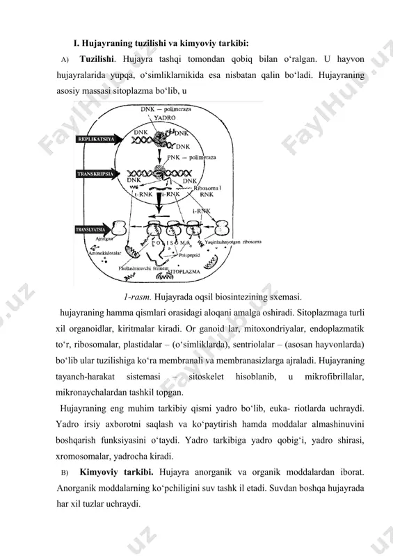ridlarga ajraladi. monosaxaridlar glyukoza va nuklein kislotalar tarkibiga kiruvchi riboza, dezoksiribozalardir. polisaxaridlarni eng muhimi kraxmal, glikogen, sellyuloza hisoblanadi. o‘simlik hujayrasi uglevodlarga boy, hayvonlar hujayrasida ular kam. lipidlar tuzilishiga ko‘ra sodda va murakkab xillarga bo‘linadi. sodda lipidlar qatoriga yog‘lar, moylar kiradi. yog‘lar hayvon va o‘simlik organizmida asosiy energiya manbayi bo‘lib xizmat qiladi. lipidlar hujayra membranasini ajralmas qismi bo‘lib, hujayra va organoidlarni issiqlik, elektrik, mexanik ta’sirotlardan himoyalovchi to‘siq sanaladi. nuklein kislotalar irsiy axborotni nasldan naslga berilishida asosiy rol o‘ynaydi. nuklein kislotalarni ikki: dezoksiribonuklein va ribonuklein turi mavjud. dnk hujayra yadrosida, rnk esa asosan sitoplazmada joylashgan. dnk qo‘sh zanjirli, rnk bir zanjirlidir. nuklein kislotalar ham polimer bo‘lib ularning monomeri nukleotidlar sanaladi. har bir nukleotid azotli asos, riboza yoki dezoksiriboza va fosfat kislota qoldig‘idan iborat. azotli asos purin va pirimidindan tashkil topgan. ribonuklein kislota informatsion rnk, transport rnk va ribosoma rnk ko‘rinishida bo‘ladi. dnk irsiy axborotni saqlovchi va hujayra bo‘linay otganda nasldan naslga o‘tkazuvchidir. …