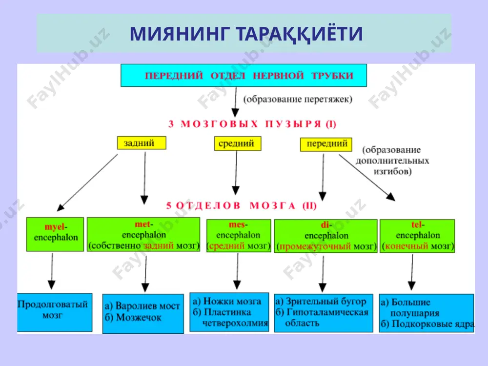 си кўринишида шохланади ва кўприк ёки қуйи оливадан миячага келувчи мохсимон тола билан биргаликда мияча коптокчасини ҳосил қилади. аксони молекуляр қаватга кўтарилиб, бу ерда ноксимон, саватсимон ва юлдузсимон нейронларнинг дендритлари билан синапс ҳосил қилади йирик юлдузсимон голжи хужайралари қисқа аксонли йирик юлдузсимон нейронларнинг дендритлари молекуляр қаватга кўтарилиб, донача хужайраларнинг аксонлари билан боғланади, аксонлари эса донача хужайраларнинг дендритларига яқинлашиб, тормозловчи синапслар хосил қилади ва мияча коптокчаларини хосил қилишда қатнашади узун аксонли йирик юлдузсимон хужайраларнинг дендритлари донадор қаватнинг ўзида шохланади, аксони эса оқ моддага ўтиб, яна пўстлоққа қайтади ва унинг турли қисмларини бир-бири билан боғлайди молекулярный ганглионарный зернистый 27 мияча пўстлоғининг шаклланиш схемаси 1 – молекуляр қават, 2 – ганглиоз нерв ҳужайралари қавати, 3 – донадор қават, 4 – лианасимон нерв толаси, 5 – ганглиоз нерв ҳужайраси, 6 – синапс ботиклар билан, 7 – юлдузсимон нерв ҳужайра, 8 – саватсимон нерв ҳужайра, 9 – йирик донадор ҳужайра, 10 – кичик донадор ҳужайра, …