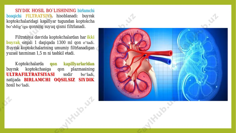 aza fermenti ishtirokida borib, bunda glutamat va erkin ammiyak hosil bo‘ladi. glutaminaza odamni turli a'zo va to‘qimalaridan topilgan, lekin uning eng yuqori faolligi buyrak to‘qimasida aniqlangan. siydik va qondagi vodorod ionlari konsentratsiyasini nisbati 800:1 bo‘lib, buyrakni organizmdan vodorod ionlarini chiqarish qobiliyatining juda yuqori ekanligini ko‘rsatadi. organizmda vodorod ionlari to‘planishiga moyillik bo‘lgan holatlarda bu jarayon kuchayadi. shunday qilib, kislota-ishqor muvozanatni saqlash quyidagi kimyoviy jarayonlar yordamida amalga oshiriladi: 1.gidrofosfatni digidrofosfatga aylanishida natriy reabsorbsiyasi; 2.kanalchalarda bikarbonatlarning karbonat kislotaga aylanishi; 3.glutaminaza fermenti taʼsiri ostida glutamindan erkin ammiakning hosil bo‘lishi va uning boshqa kationlar o‘rniga neytrallanish reaksiyalarida qatnashishi. buyrak to‘qimasida meʼyorda va patologik holatlarda modda almashinuvining o‘ziga xos tomonlari buyrak to‘qimasida kechuvchi murakkab fiziologik jarayonlar ınetabolik jarayonlarda hosil bo‘luvchi energiyani doimo ko‘p sarfiash bilan boradi. tinch holatda organizmga qabul qilinayotgan kislorodning 8- 10% buyraklardagi oksidlanish jarayonlariga sarflanadi. boshqa aʼzolarga qaraganda buyrak massasiga nisbatan sarflanadigan energiya ko‘pdir. buyrak po‘stloq qismida aerob, mag‘iz qismida esa anaerob jarayonlar …