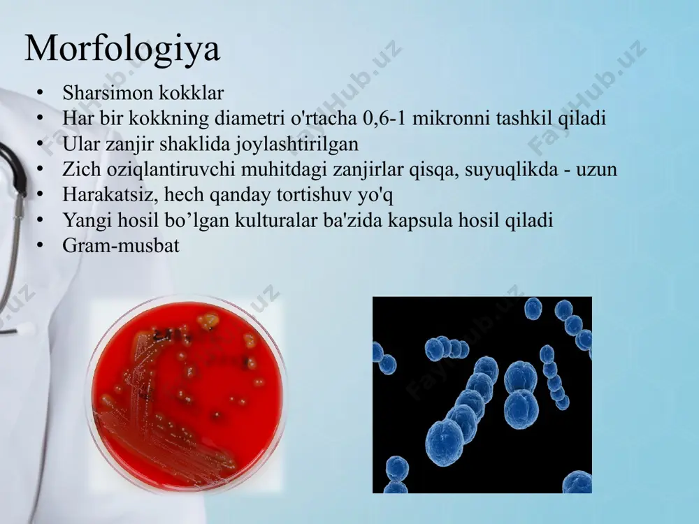 iq-ovqat; toza havodan maksimal foydalanish; ratsional jismoniy tarbiya va sport; uylarda, maktabgacha ta'lim muassasalarida, maktablarda, kollejlarda, oliy o'quv yurtlarida, davlat muassasalarida odamlarning haddan tashqari ko'pligiga qarshi kurash; guruhlarning, ayniqsa bolalarning streptokok infektsiyasi ehtimolini kamaytiradigan sanitariya -gigiyenik chora -tadbirlar kompleksini o'tkazish. 2. halqumdagi qaytalanuvchi streptokokk infeksiyasini o’z vaqtida davolash: tonzillit (tomoq og'rig'i) va faringit/ penitsillin preparatlari (amoksitsillin, penitsillin, fenoksimetilpenitsillin). sefadroksil – oral sefalosporinlar 1-avlod β –laktam antibiotiklarni ko’tara olmaganda makrolidlar buyuriladi (spiramitsin, azitromitsin, roksitromitsin, klaritromitsin, midekamitsin) antibiotik-linkozamidlar (linkomitsin, klindamitsin) tonzillitda faqat β –laktam va makrolidlarni ko’tara olmaslik holatlari kuzatilgandagina buyuriladi... surunkali takroriy tonzillitda ingibitorlovchi xususiyatga ega penitsillinlar (amoksitsillin/klavulanat) yoki oral sefalosporinlar 2 -avlod (sefuroksim), β -laktam antibiotiklarni ko’tara olmaslik holatlarida - linkozamidlar... takroriy hujumlarning va kasallikning rivojlanishini oldini olishga qaratilgan yil davomida uzoq ta’sirli penitsillin buyurish (benzatin benzilpenitsillin) bitsillin-5 (har 4 haftada bir marta 1,2 mln/tb) ekstensilin (har 3 haftada bir marta 1,2 mln/tb) davomiyligi karditsiz o’ri bo'lganlar uchun (artrit, xorea) …