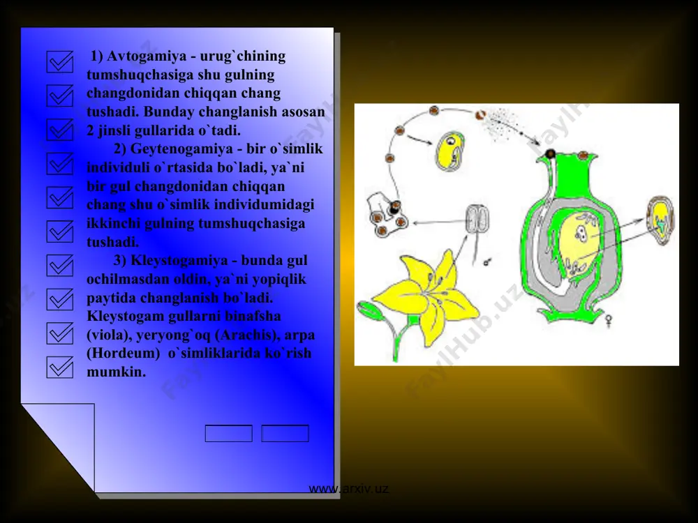 k changi onaligini changlata olmaydi. shuning uchun ham ko`pchilik o`simliklar chetdan changlanadi. www.arxiv.uz www.arxiv.uz chetdan changlanish 2 narsa ishtirokida bo`ladi: 1. shamol -anemofil-veteropilyayemiye rast. 2. xashoratlar yordamida -entomofiliya-nasekomoopilyayemiye. ba`zi o`simliklar, mayda qushlar, mayda xayvonlar yordamida changlanadi. hashoroatlar yordamida changlanishni entomofiliya deyiladi. entomofil o`simliklarning guli yaxshi rivojlangan, ko`pincha to`pgullarga birlashgan bo`ladi. gultoj barglari yaqqol ko`zga tashlanadi. ranglari: oq, pushti, sariq, ko`k, qizil. gullarida nektar bezlari yaxshi rivojlangan changlari yirik tukli yopishqoq bo`ladi. o`rik, gilos, shaftoli, anjir, nok kabi daraxt o`simliklar hashoratlar yordamida changlanadilar. m.tropik mamlakatlarda ba`zi o`simliklar va mayda daraxtlar kolibri degan kichkina qush yordamida changlanadi. avstraliya o`rmonlaridagi o`simliklar olmaxonlar yordamida changlanadi. o`simliklar suv yordamida ham changlanadi. www.arxiv.uz www.arxiv.uz bunday changlanish gidrofiliya, o`simliklar esa gidrofil o`simliklar deyiladi. suvda o`sadigan elodeya, valesneriya o`simliklar suv yordamida changlanadi. bularning changlari po`sti bir qavat, changni tashqi qavat ekzina bo`lmaydi.changning shakli ipsimon. changning solishtirma og`irligi suvning solishtirma og`irligi bilan teng. shamol bilan changlanadigan o`simliklar anemofil o`simliklar, …