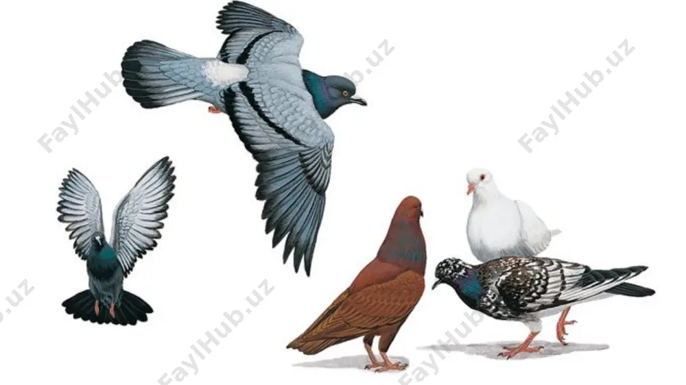 suyuq oqsil, 5— oqsil kanopcha, 6— sariqlik parda, 7— sariqlik, 8 — murtak diski. ayrim qushlarning tuxumidan chiqqan jo'jalarining ko'zi yumuq, quloq teshigi yopiq; yalong'och tanasi siyrak mayin parlar bilan qoplangan bo'ladi 32 e’tiboringiz uchun rahmat image1.jpeg image2.jpeg image3.png image4.jpeg image5.jpeg image6.jpeg image7.png image8.png image9.png image10.jpeg image11.png image12.gif image13.jpeg image14.jpeg image15.jpeg image16.png image17.jpeg image18.png image19.png image20.png image21.jpeg image22.jpeg image23.jpeg image24.jpeg image25.jpeg image26.jpeg image27.jpeg image28.jpeg image29.jpeg image30.png image31.png image32.gif image33.png image34.png image35.jpeg image36.jpeg image37.jpeg image38.jpeg image39.jpeg image40.jpeg image41.jpeg image42.jpeg image43.jpeg /docprops/thumbnail.jpeg