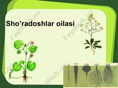 sho’radoshlar oilasi — PPTX