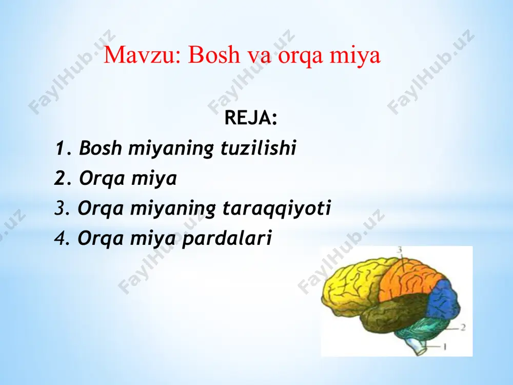 ladi. hidlov uchburchagining orqa tomonida oldingi ilma-teshik modda (substantia perforata anterior) joylashib, bu teshiklar orqali miya ichiga arteriyalar kiradi. ilma-teshik modda oralig‘ida ko‘ruv nervi kesishmasi (chiasma opticum) joylashgan. u ko‘ruv nervi (n. orticus) ii juft bosh miya nervi tolalaridan hosil bo‘ladi. ko‘ruv nervi orqa tomonga ko‘ruv trakti (tractus opticus) bo‘lib davom etadi. ko‘ruv nervi kesishmasining orqa tomonida kulrang tepacha (tuber cinereum) yotadi. uning pastki qismi torayib quyg‘ichni (infundibulum) hosil qiladi. quyg‘ichning uchida ichki sekretsiya bezi gipofiz (hypophysis) turadi. kulrang tepachaning orqa tomonida oq sharsimon shakldagi ikkita oq so‘rg‘ichsimon tana (corpora mamillaria) bor. so‘rg‘ichsimon tananing ikki yon tomonida bo‘ylamasiga joylashgan ikkita yo‘g‘on oq to‘sinlar singari miya oyoqchalari joylashgan. ular o‘rtasida oyoqchalararo chuqurcha (fossa interpedincularis) bo‘lib, uning tubini orqa ilma-teshik modda (substantia perforata posterior) hosil qiladi. bu teshiklar orqali miya ichiga qon tomirlar kiradi. miya oyoqchalarining ichki yuzasidan iii juft bosh miya nervi ko‘zni harakatlantiruvchi nervning (n. oculomatorius) ildizi ko‘rinadi. miya oyoqchalarining …