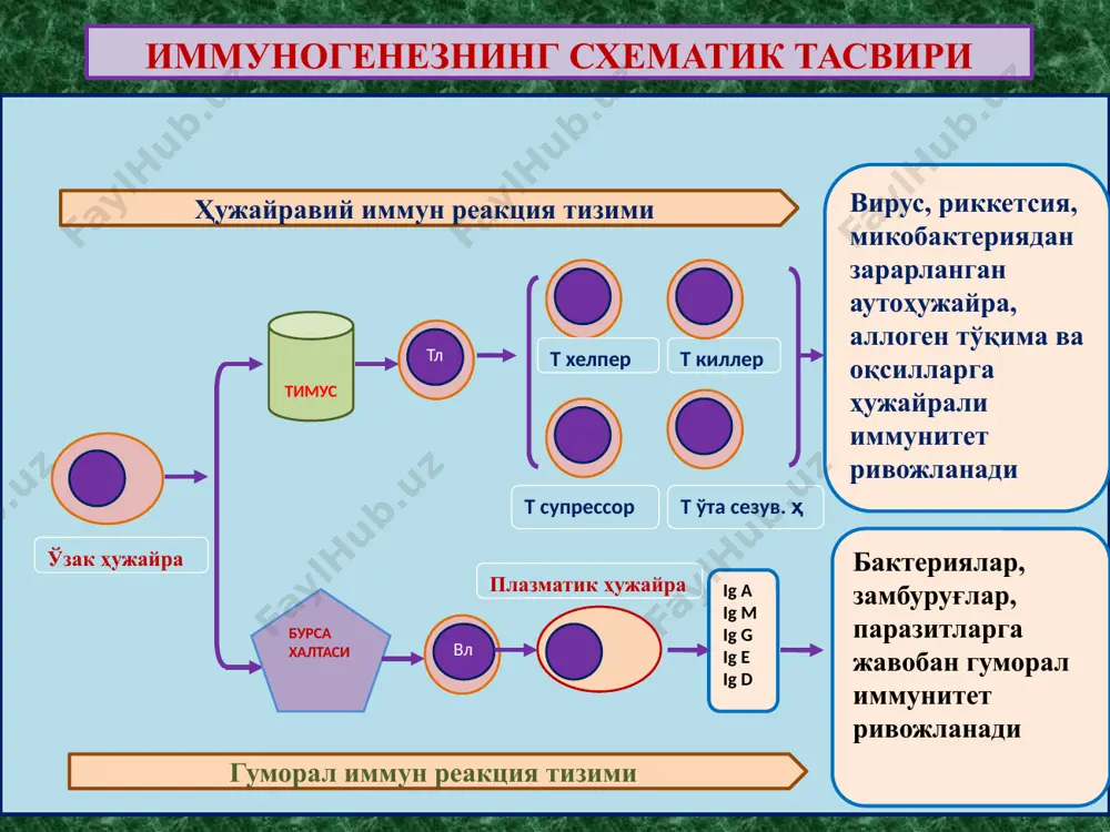 сусий аутологик тўқима ва аъзоларнинг ўз иммун тизими эффекторлари томонидан зарарланиши ва касалланиши. иммун танқислиги ҳолатлари – организм иммун тизими морфофункционал ҳолатининг ирсий, туғма ва туртушда орттирилган етишмасликларидир. ўта сезувчанлик реакциялари - аллергия реагин аллерген ige c5 fc семиз ҳужайра ige fab аллергеннинг 1-марта тушганида аллергеннинг 2-марта тушганида гистамин серотонин ўткир иммун яллиғланиш томирларнинг кенгайиши, деворида альтератив ўзгаришлар, ўтказувчанлигининг ошиши, шиш, қон қуйилишлар ва серозли-геморрагик экссудат пайдо бўлиши. тошмалар тошиши. ўта сезувчанлик реакциянинг i - механизми ўта сезувчанлик реакциялари - аллергия fc нишон ҳужайра антиген ўткир иммун яллиғланиш томирларнинг кенгайиши, деворида альтератив ўзгаришлар, ўтказувчанлигининг ошиши, шиш, қон қуйилишлар ва серозли-геморрагик экссудат пайдо бўлиши. тошмалар тошиши. ўта сезувчанлик реакциянинг i i - механизми k - ҳужайра nk - ҳужайра igg антителали цитозахарлаш комплементли цитозахарлаш т - киллер макрофаг fc иммун бирикма – аутоиммун бирикма ўта сезувчанлик реакциянинг iii - механизми стрептококк антигени 5iga + 3igg антитело тўлиқмас + аутологик тўқима антигени …
