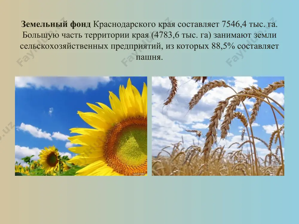 ена, верхние челюсти в виде «рогов». заселяет как равнинные, так и горные территории, предпочитает широколиственные (прежде всего дубовые), реже смешанные лиственные леса. лимитирующие факторы: уничтожение старых лесных массивов беркут aquila chrysaetos крупный орел, размах крыльев около 2 м, темно-бурой окраски с золотистыми перьями на затылке. местами гнездования является горнолесная местность, со скальными обрывами. объектами питания беркута, обитающего на кавказе, являются куриные птицы, утки, суслики, копытных животных, падаль. лимитирующие факторы: отсутствие в р-нах гнездования достаточно многочисленных объектов питания. огарь tadorna ferruginea крупная утка ярко-рыжей окраски. у ♂ на шее узкое кольцо из черных перьев. в полете хорошо заметен белый испод крыла. концы маховых и рулевые перья черные. гнездовыми местообитаниями являются открытые пространства вблизи солоноватых или пресных водоемов. лимитирующие факторы: отстрел птиц в сезон спортивной охоты, сокращение площадей приморских низменностей, являющихся местами зимовки птиц. можжевельник высокий juniperus excelsa bieb вечнозеленое дерево. высота – до 15 м; растет медленно, живет до 600 лет; …