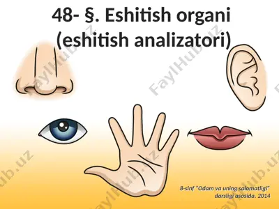 eshitish organi (eshitish analizatorlari). 8 - sinf — PPTX