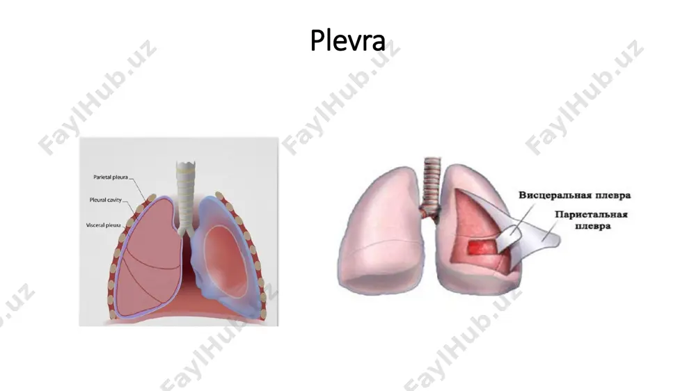 sil plevriti - Page 2