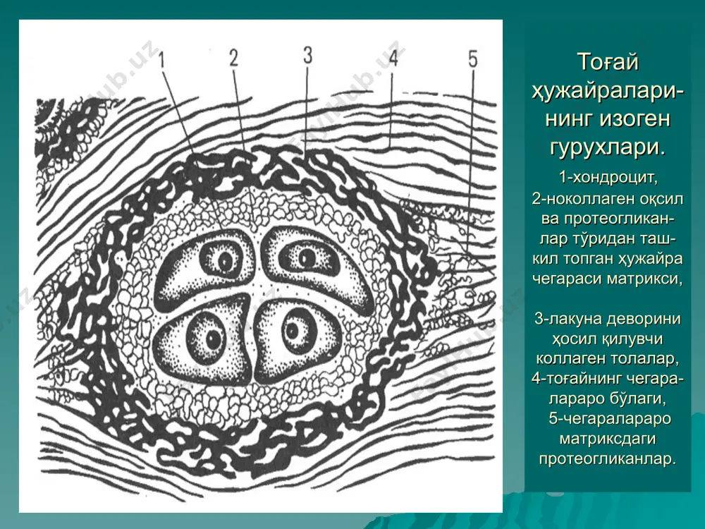 хондроген ҳужайралар - Page 5