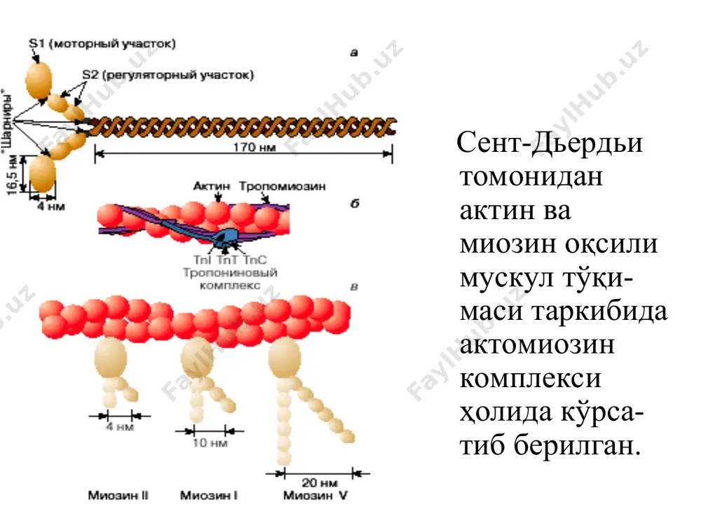 қисқарувчан тизимлар биофизикаси - Page 5