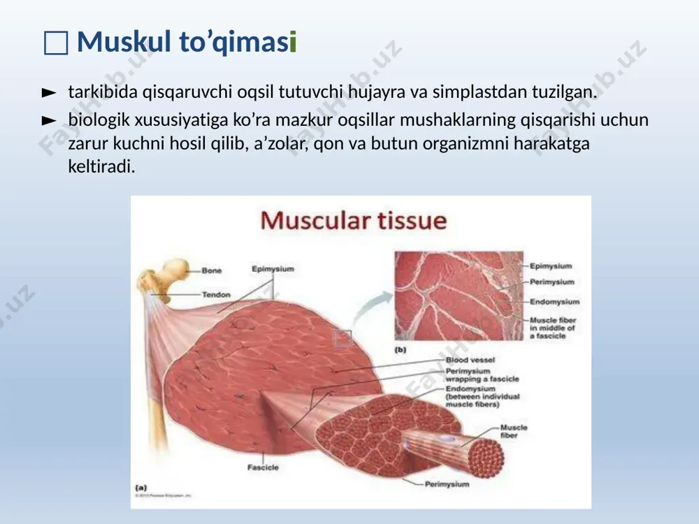 g i diskdan boshqa barcha qismlarida mavjud umumiy joylashuvi: i disk – faqat ingichka filament h zona – faqat yo’g’on filament a disk – ikkalasi ham mavjud qisqarishi: qisqarish davomida yo’g’on va ingichka filamentlarning uzunligi o’zgarmaydi balki ular bir-biri bilan bog’lanadi hamda yo’g’on va ingichka filamentlar o’zaro sirpanadi sarkoplazmatik to’r va ko’ndalang naychalar sistemasi skelet muskul tolalarida silliq endoplazmatik to’r ca2+ ionlarini saqlashga ixtisoslashgan sarkoplazmatik to’r membranasining depolyarizatsiyasi ca2+ ionlari ajralishiga olib keladi butun tola bo’yicha bir vaqtning o’zida sarkoplazmatik to’rdan ca2+ ionlari ajralishi va barcha miofibrillalarning bir xil qisqarishini taminlash uchun sarcolemma ko’ndalang yoki t naychalar tizimini hosil qiladi a va i disklar chegarasida sarkolemmaning plazmatik membranasi tola ichiga botib kirib, t naychalar sistemasini hosil qiladi t naychalar sistemasi a va i disk chegarasida simmetrik joylashgan sarkoplazmatik to’r naycha kengaymalari bilan birgalikda triadalar hosil qiladi sarkoplazmatik to’r membranasi depolyarizatsiyasidan so’ng mazkur sisternalarida to’plangan ca2+ membrane kanalchalari orqali yo’g’on va …