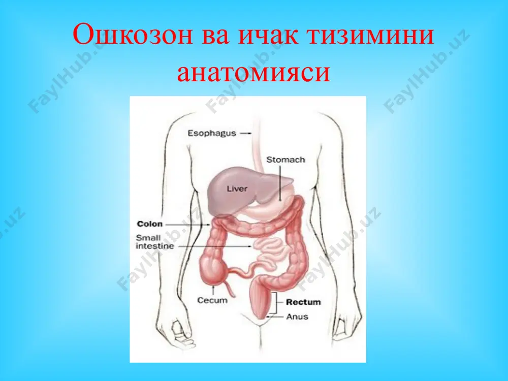 яция гормонов жкт 2. активизация липолитических ферментов 3. нарушение ферментного равновесия 4. накопление промежуточных метаболитов 5. выделение медиаторов воспаления 6. активизация калликреин-кининовой, тромбиновой системы острый отечный панкреатит ii. иммунологический компонент 1. снижение гуморального и клеточного иммунитета 2. аутоаллергические процессы изменение биохимизма тканей и нарушение целостности клеток активизация протеолитических ферментов (переход трипсиногена в трипсин, активизация эластазы с нарушением целостности сосудистых стенок) iii. микробный компонент жировой пнз гемморрагический пнз гнойный пнз ишемия органа шишли панкреатит патологик анатомия геморрагик панкреатит патологик анатомия ёгли панкреатит патологик анатомия йирингли панкреатит патологик анатомия уткир панкреатит клиникаси огрик уткир панкреатитда интенсивлиги буйича шишли шаклида кучсизрок, панкреонекрозда эса жуда кучли тус олади.огриклар овкат ейиш мароми бузилганида айникса кузийди ва эпгастрал сохада сезилади. огрик куп холларда бутун коринни юкориги кисмини эгаллайди ва белбогсимон тус олади (лобачев симптоми). огриклар бел сохасига иррадиация килиши мумкин (мейо-робсон симптоми), унг курак сохасига (боаса симптоми), унг елка сохасига, унг умров ости сохасига иррадиацияланиши мумкин …