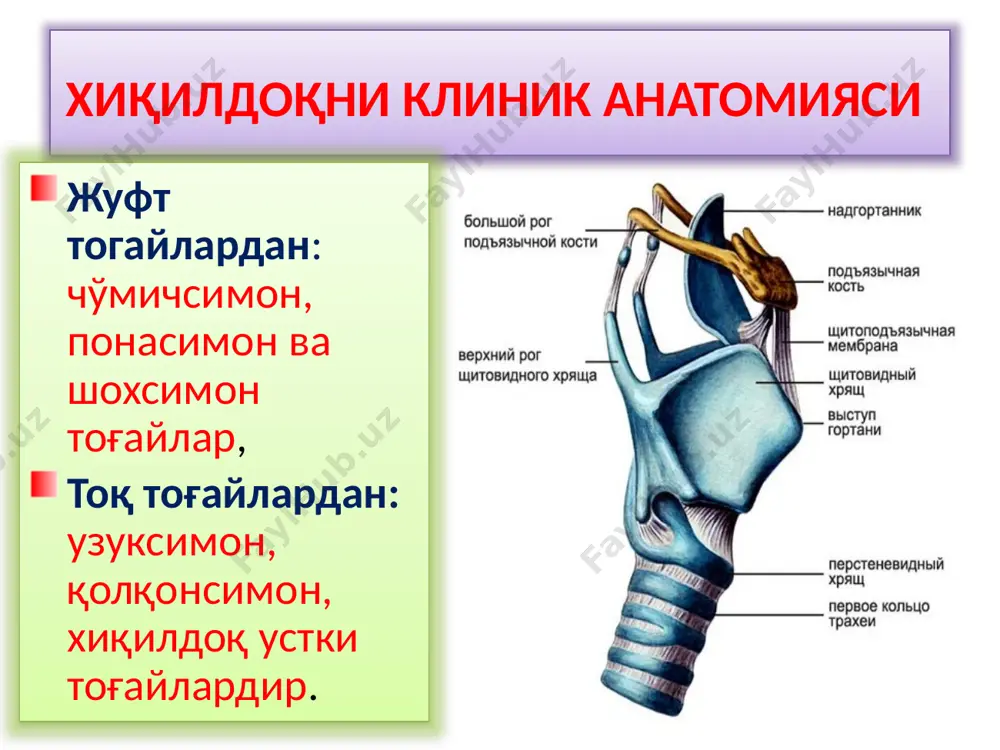 фония томоқ ачишади, қичишади,томоқда ёт жисм борлиги хиссиёти аввал қуруқ, сўнгра балғамли йўтал пайдо бўлади ларингоскопияда - хиқилдоқни барча бўлимларини шиллиқ қаватларини бир хил қизарган, шишган, нафас ёриғида,овоз бойламларида ёпишқоқ шилимшиқ ажралма кузатилади ўткир трахеит (trachitis acuta) беморлар кўпинча тунда хуружсимон йўталади, йўталиш тўхтагандан сўнг кўкрак қафасида ва хиқилдок сохасида оғриқ пайдо бўлишидан шикоят қиладилар. хуружсимон йўталиш аввал қуруқ, сўнгра балғам кўчиши билан характерланади.йўтални кечаси бўлишига сабаб,беморлар ётган холда кекирдакка балғам тўпланиб,рефлектор йўтал чақиради,балғам тўлия чиқариб ташлангандан сўнг йўтал хуружи пасаяди. овоз ўзгариб, хириллаб қолади. ларингоскопияда кекирдакни шиллик қавати қизариши ва шиши сохта бўғма ва хиқилдоқ бўғмаси фарки сохта бўғма (larinqitis subhordaiis) хиқилдоқ бўғмаси касалликни белгиларни аста-секин риволаниши билан ажралиб туради,дастлаб умумий интоксикация хос белгилар:умуий қувватсизлик,тана хароратини кўтарилиши,умумий қувватсизлик,уйқу ва иштахани бузилиши пайдо бўлади, кейинчалик ёлғон бўғмани белгилари пайдо бўлади: нафас олишни кучайиб боручи қийинлиги,овозни дастлаб хирилаши,кейинчалик умуман чиқмасдан қолиши (афония) ва йўтал бўғмадаги йўтал ёлғон бўғма сингари акилловчи ва …
